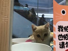 -屋虎猫馆(宝安大仟里店)