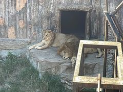 -大连森林动物园