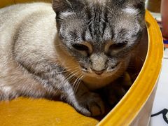 -藏猫猫咖啡主题馆(中央大道店)