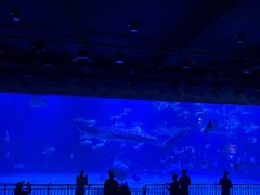 -烟台海昌鲸鲨海洋公园