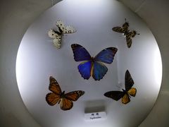-上海大自然野生昆虫馆(东方明珠·爬宠昆虫探索中心)