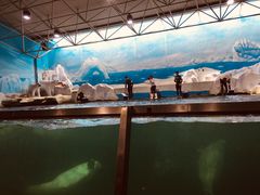 -秦皇岛乐岛海洋王国