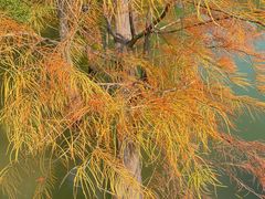 -云溪植物园