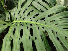 -北京植物园-展览温室