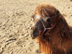 -敦煌莫高窟数字展示中心