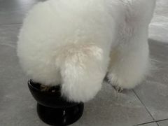 -瑞鹏宠物医院·眼科·皮肤·中兽医(大悦城分院)