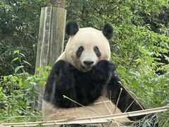 -中国大熊猫保护研究中心雅安碧峰峡基地