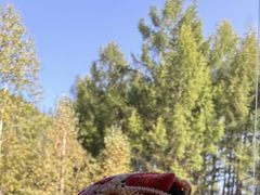 -莫尔道嘎国家森林公园