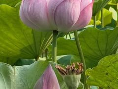 -莲花池公园