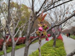 -高东镇樱花园