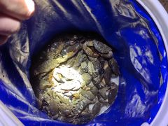 -小猫钓鱼海钓俱乐部(椰梦长廊店)