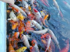 -广东茂名森林公园