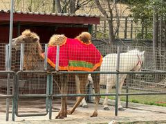 -上海佘山世茂艾美酒店