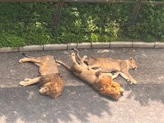 -大连森林动物园