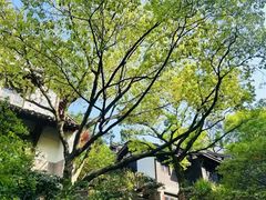 -中国茶叶博物馆(双峰馆区)