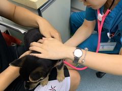 -美联众合爱康动物医院•复杂内科•肿瘤科•牙科•腔镜诊疗中心