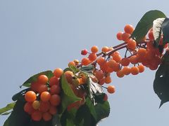 -桃源山庄·水蜜桃采摘·柴火鸡·烧烤团建(龙泉山店)