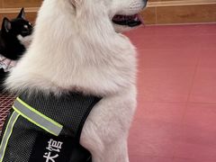 -和它·交个朋友·狗咖猫咖(爱琴海店)