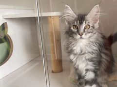 -Bastet sally猫舍购宠(静安店)