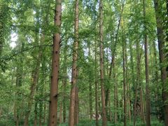 -东平国家森林公园