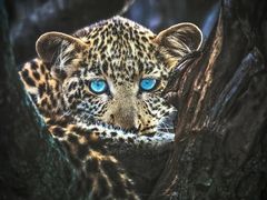 -罗红摄影艺术馆