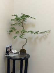 -深圳鹏爱秀琪医疗美容医院
