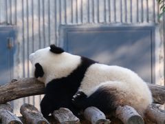 -卧龙中华大熊猫苑神树坪基地