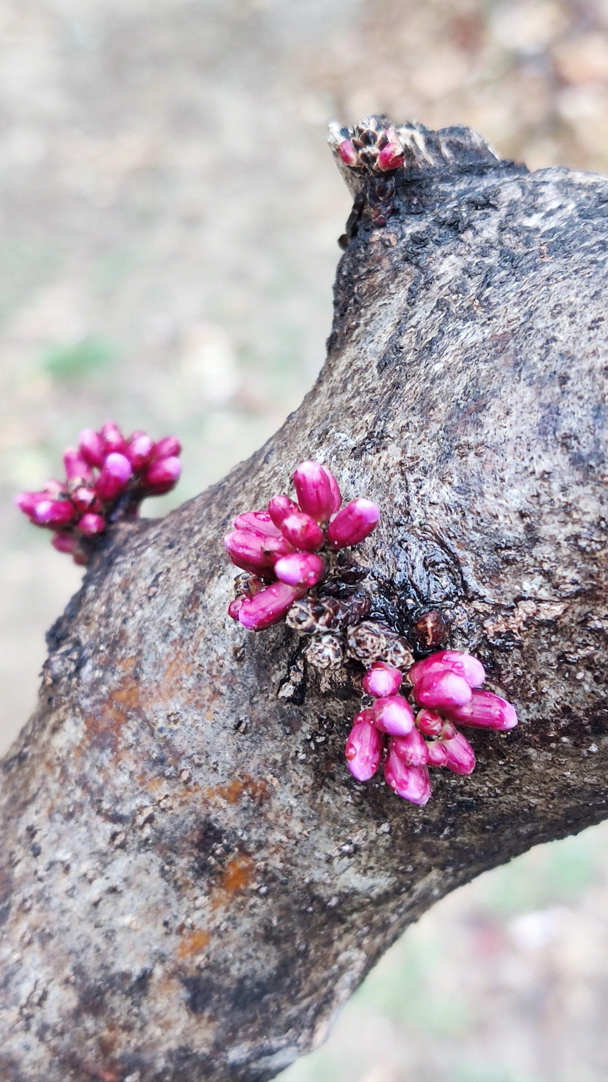 这是什么花?长在树干上?