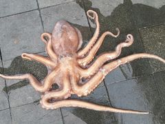 android_upload_pic-沈家门海鲜夜排档(东港店)