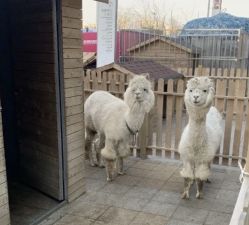 -萌宠亲子动物乐园(槐房万达店)