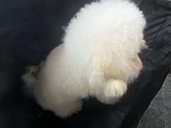 -博特宠物医院24h犬猫全科.骨科·异宠