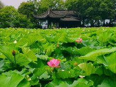 -高子水居