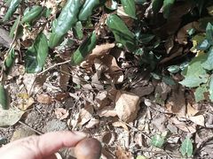 -上海佘山国家森林公园天马山园