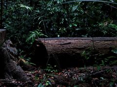 -武吉知马自然保护区