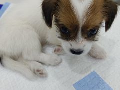 -博特宠物医院24h犬猫全科.骨科·异宠