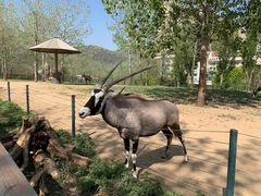 -大连森林动物园