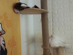 -平行世界·猫咖(首经贸店)