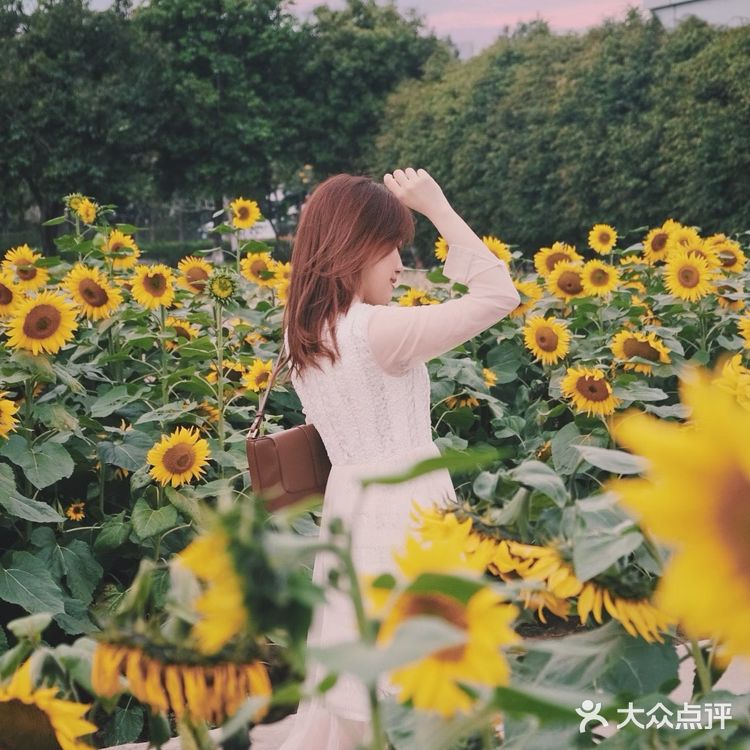 广州周边0元拍照地|春日里的向日葵花海🌻