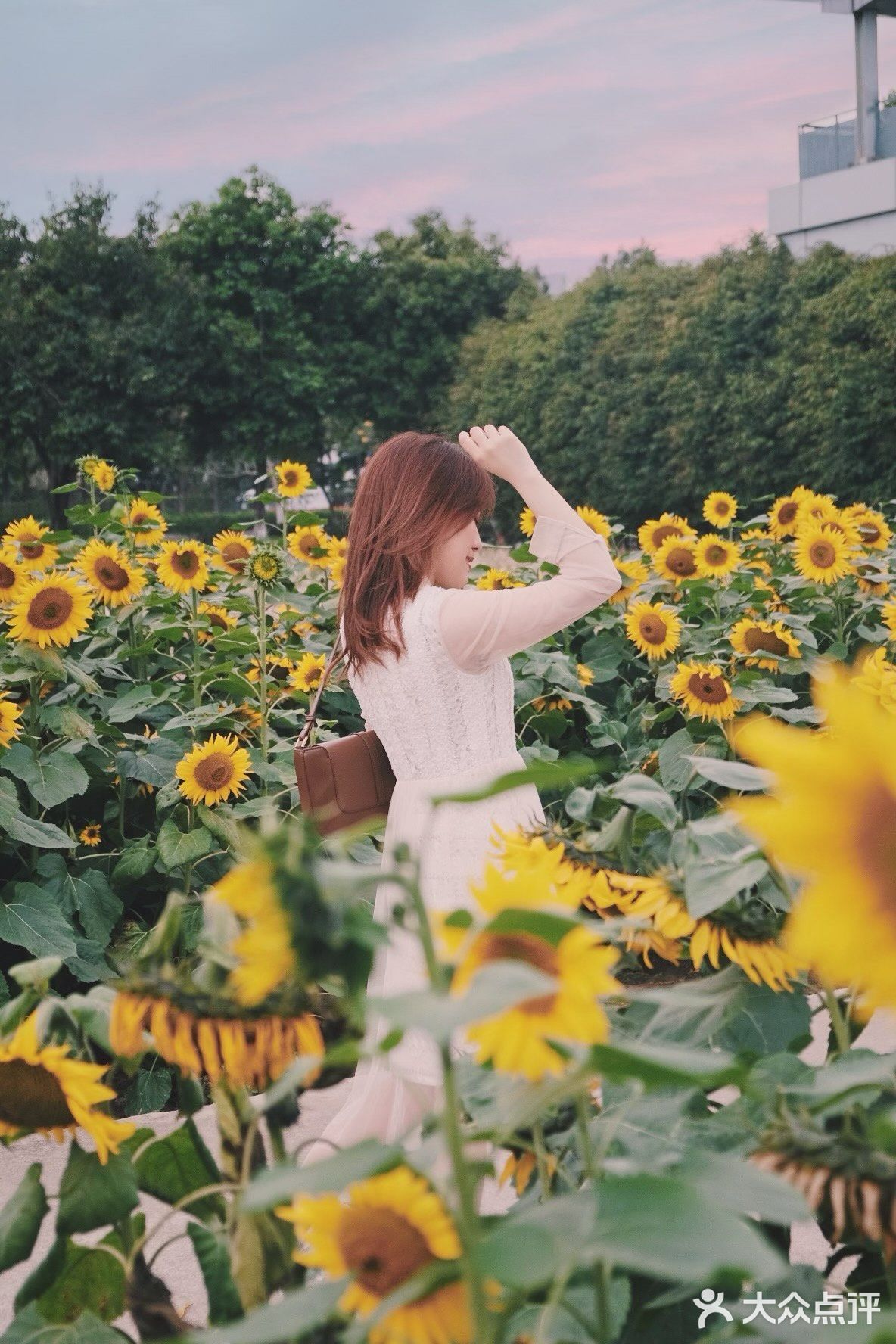 广州周边0元拍照地｜春日里的向日葵花海🌻