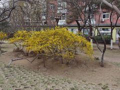 -桃花堤公园