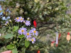 -萍乡武功山风景名胜区