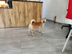 -柯斗斗主题餐厅·狗咖·围炉煮茶·茶饮(国瑞升平里店)