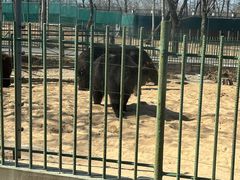 -秦皇岛野生动物园