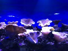 -御唐府海珊瑚主题餐厅