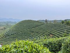 -龙坞茶村