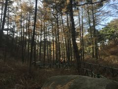 -鲁山国家森林公园