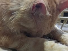 -猫小院猫主题餐厅(南锣旗舰店)