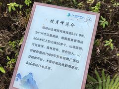 -广州市帽峰山景区
