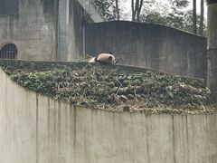 -中国大熊猫保护研究中心雅安碧峰峡基地