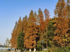 -金鸡湖桃花岛
